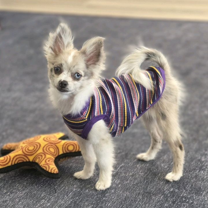 Aria the Pompom