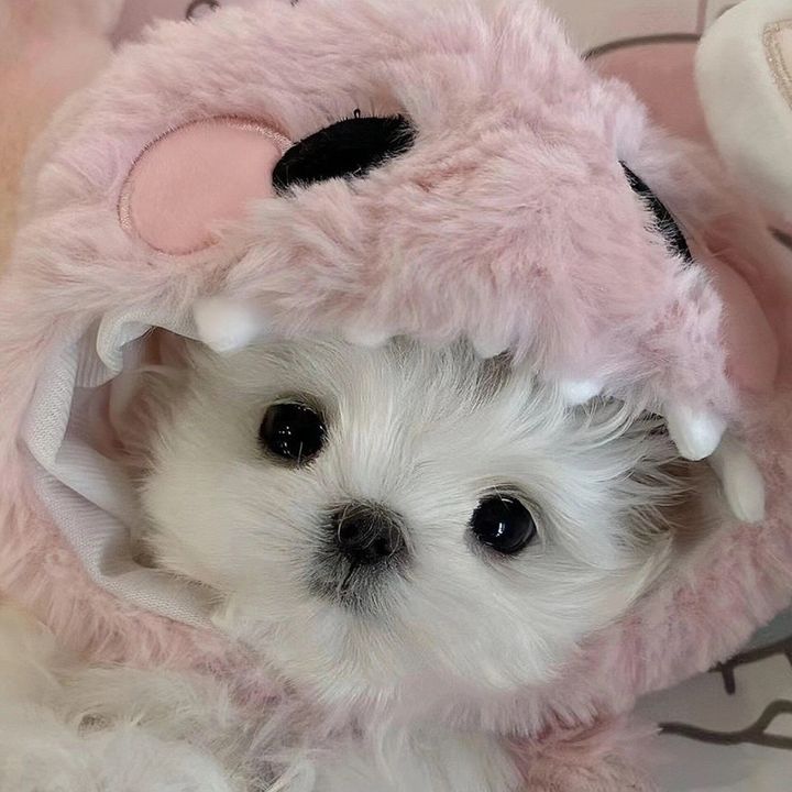 お気に入りだけ