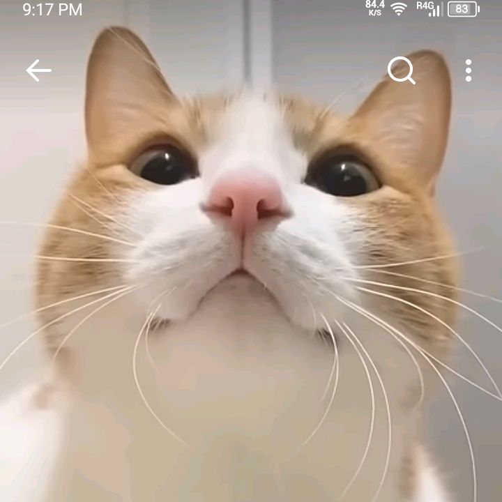 Paws&Laugh