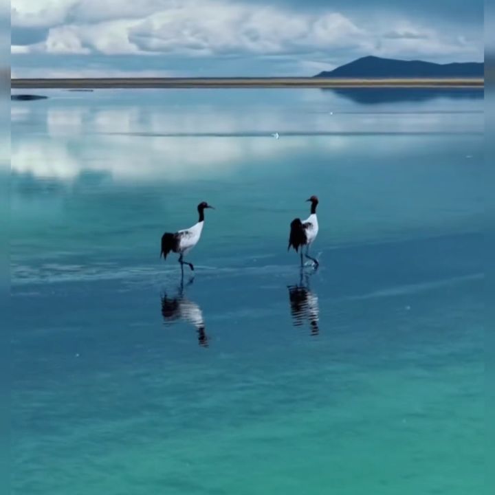 Juikamm Koamsb
