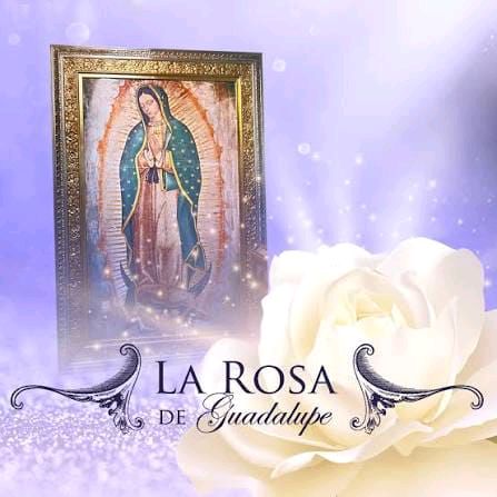 Videos de la rosa