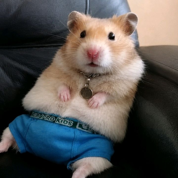 HamsterEnChones