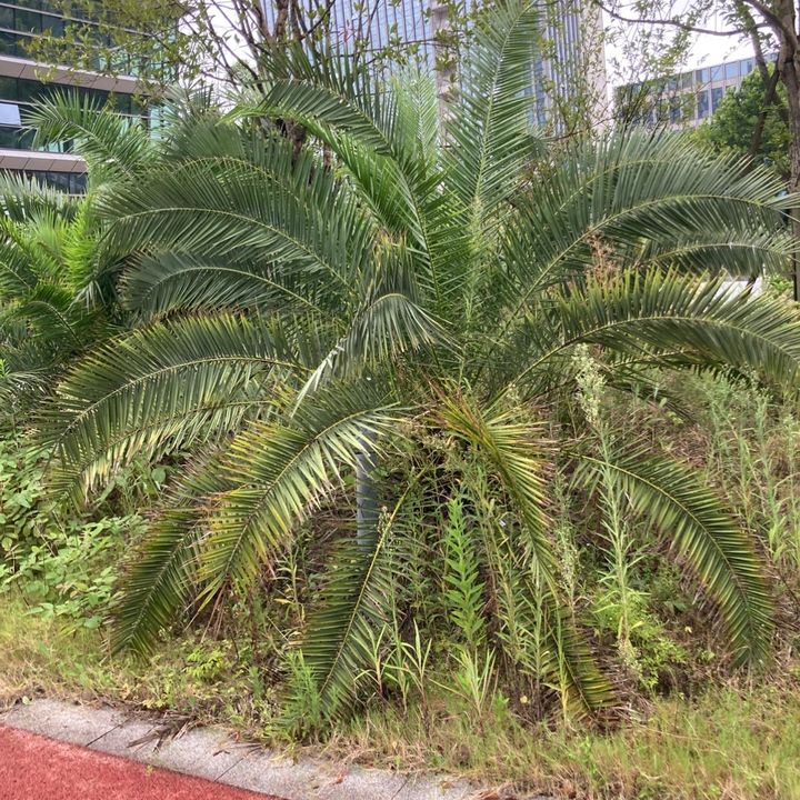 Iaowhg