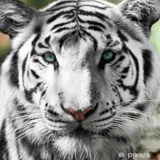 Ramzi