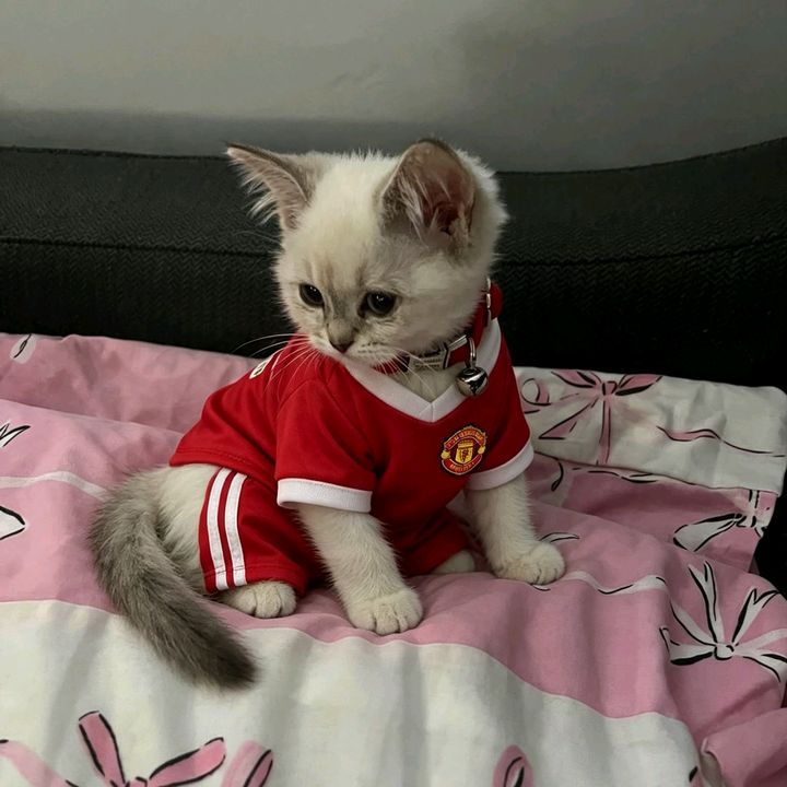 Ronaldo4lyf | CatsOfTikTok