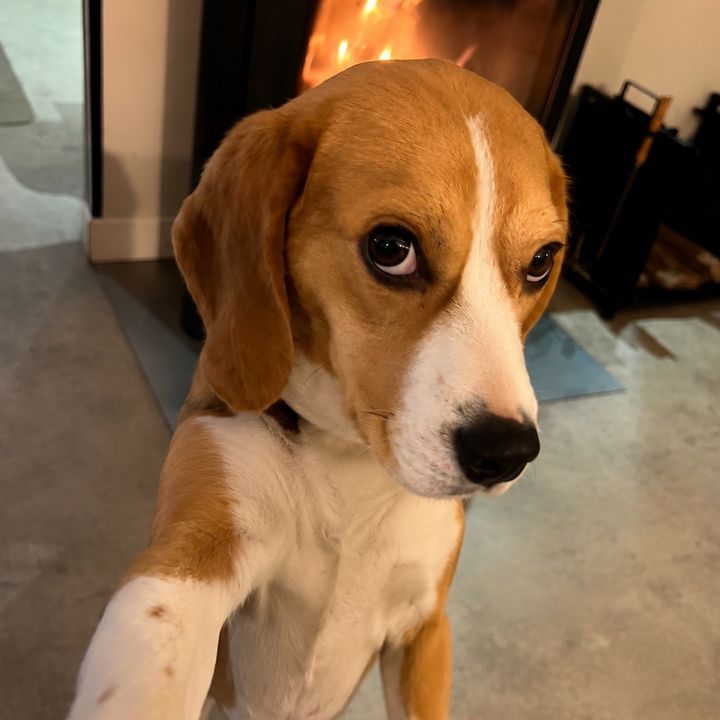SharleeLaBeagle