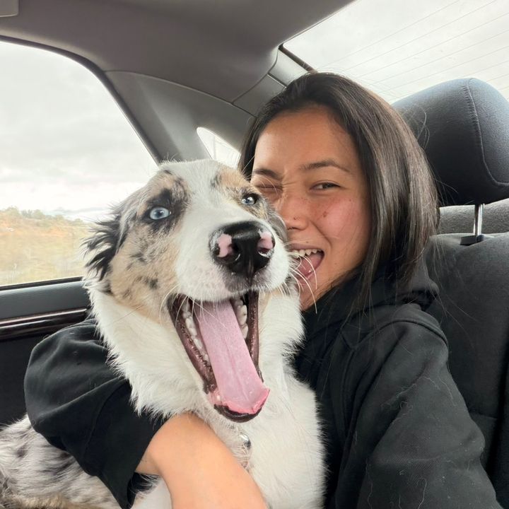 Kai | Border Collie