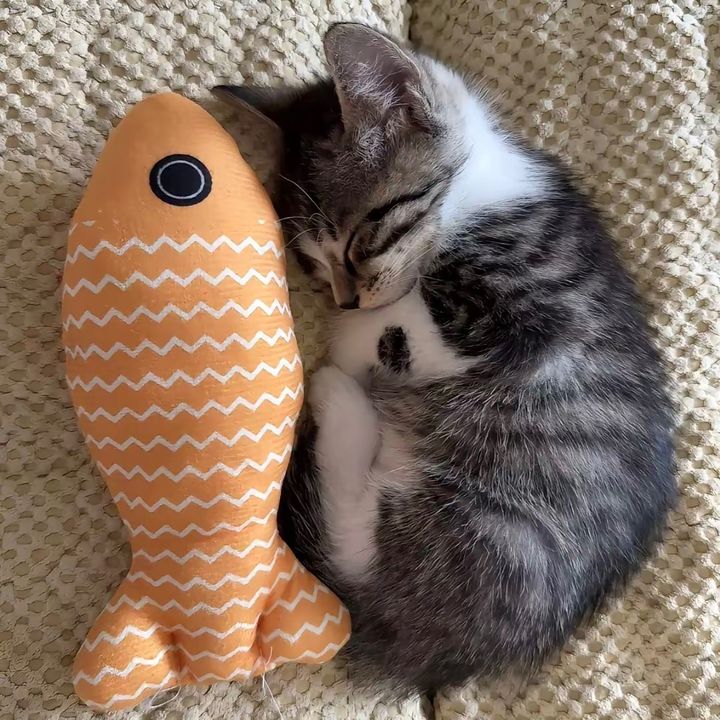 xcatl0v3rx