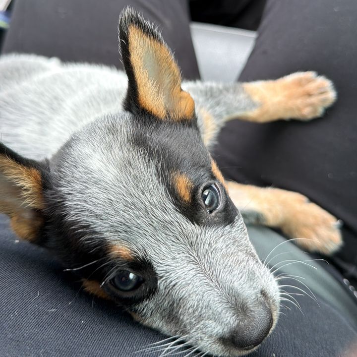Ares blue heeler