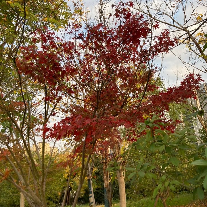 ba_0114