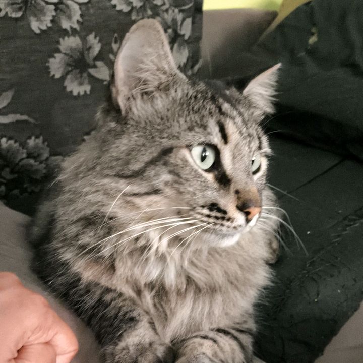 Gatinho Loki