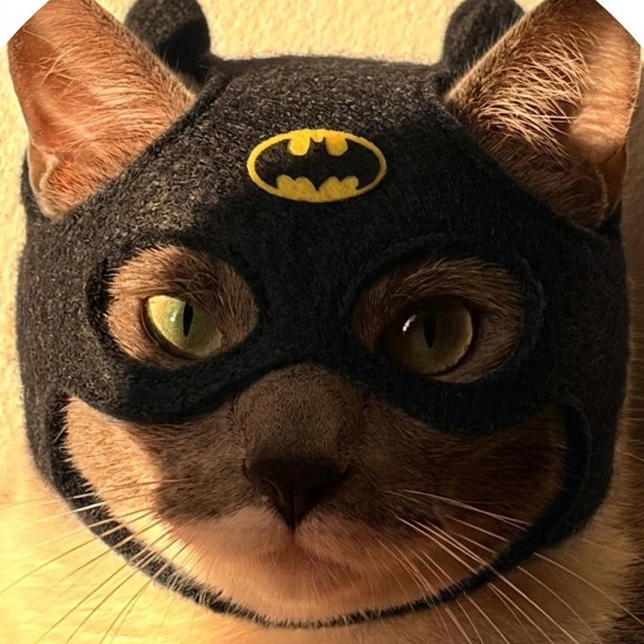 Bruce 🦇