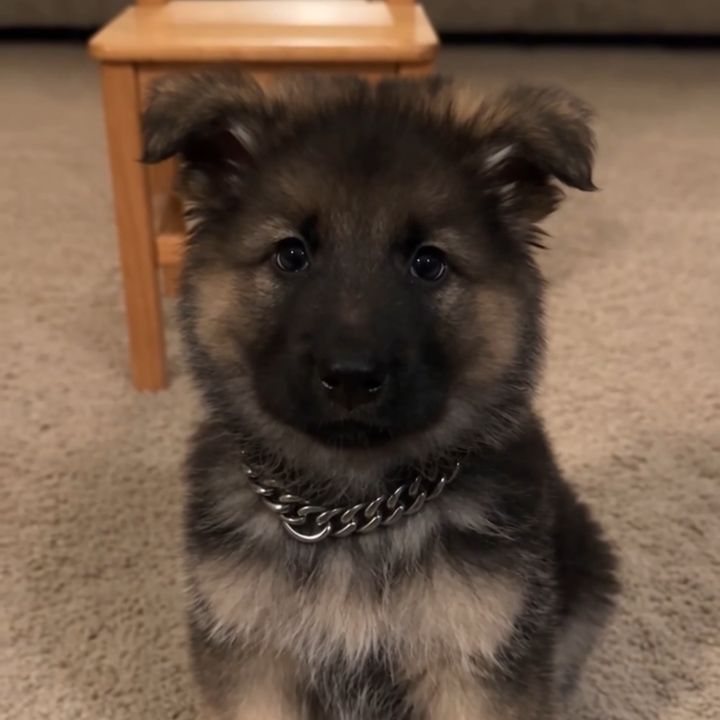 Smart Shepherd 🐶🦴