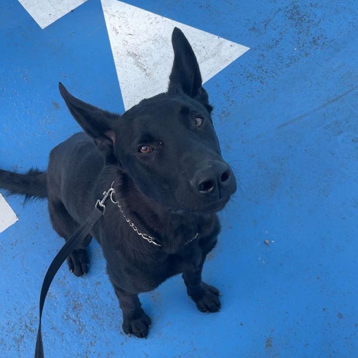 Malinois.officiel