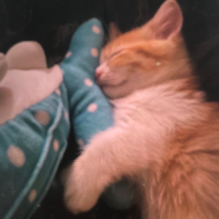 Susann