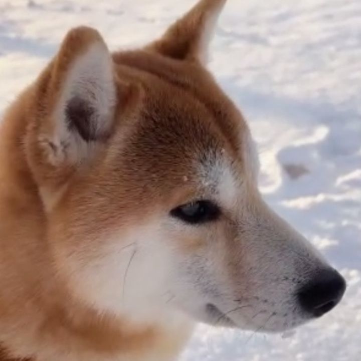 柴犬べる