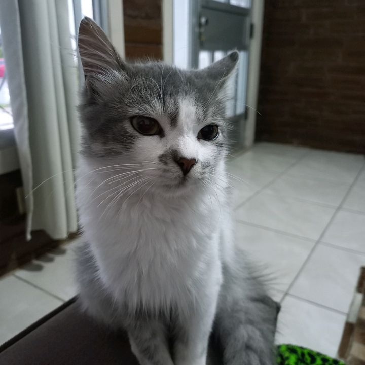 o gato erculano