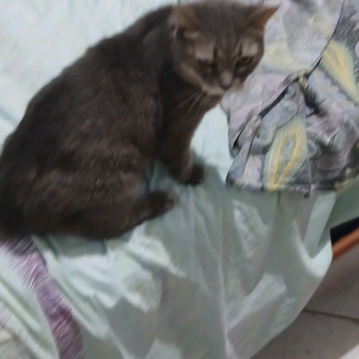 Gattini + Shop