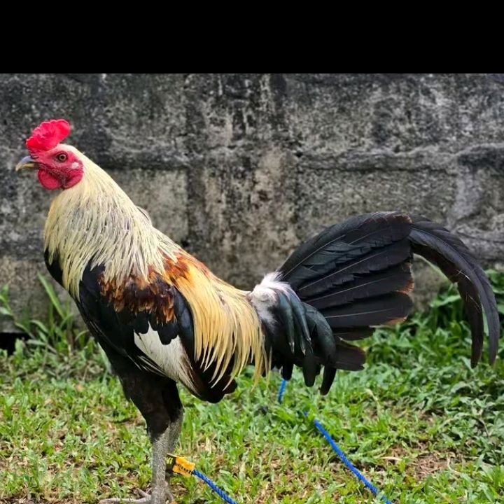 sabungero