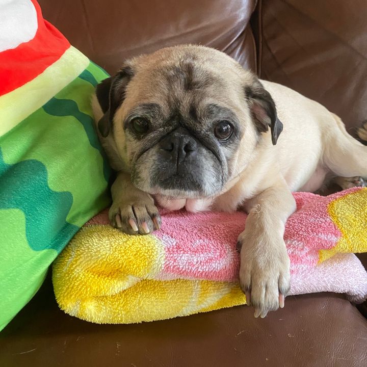 Facts With Pugs