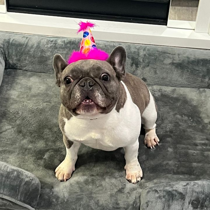 Xeni the frenchie