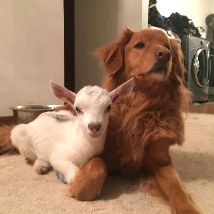 The Little Farm Duo