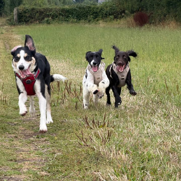 @absolutelydogmad