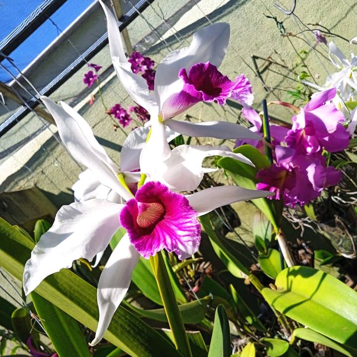 Mania de orquídeas