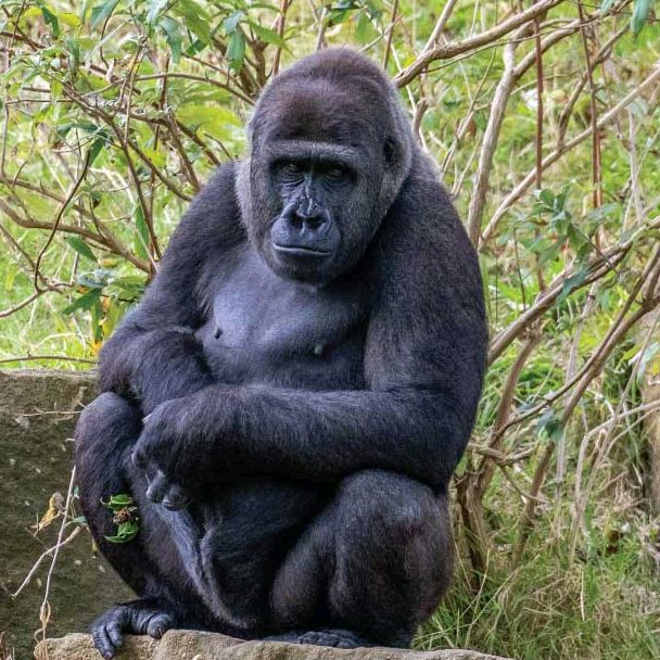gorilla video 01