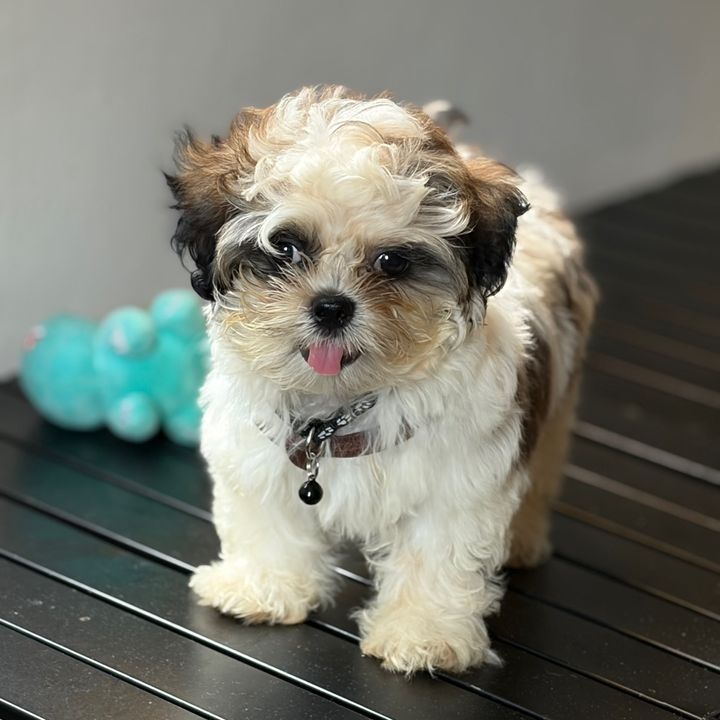 Coco🐾