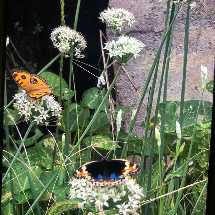 Smith