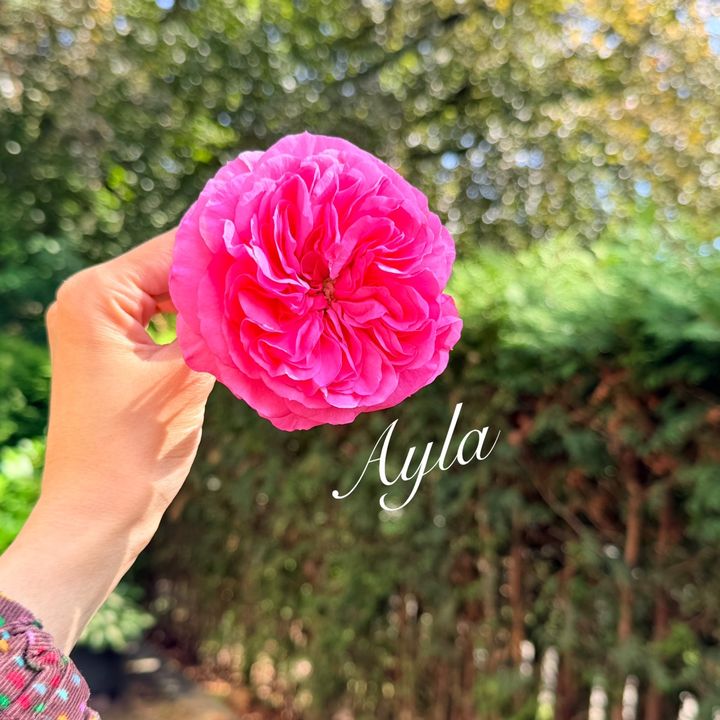 Ayla Vlog 🇩🇪