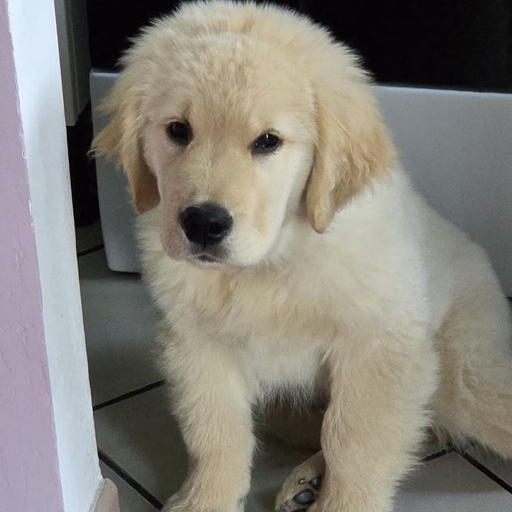 Cesare.golden