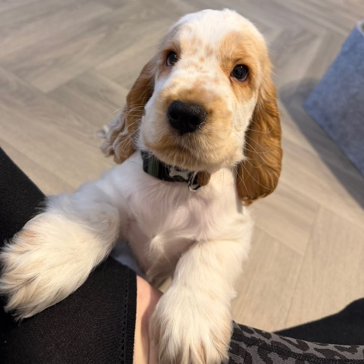 Ralphy🐶