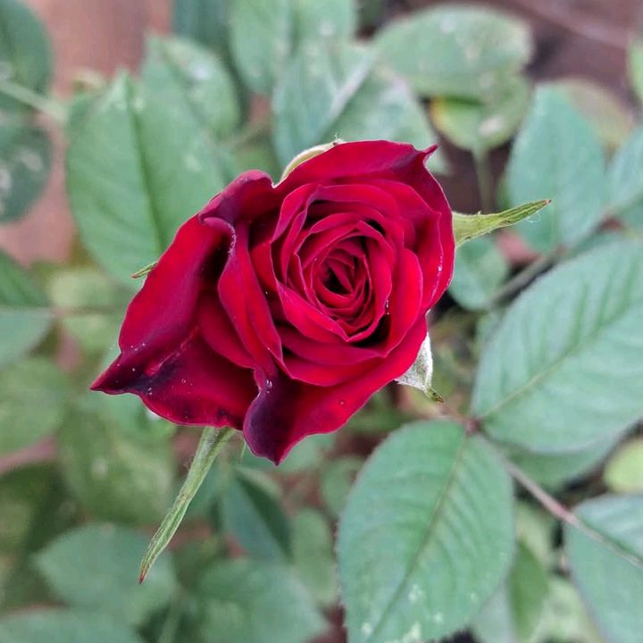 ROSE DU 13