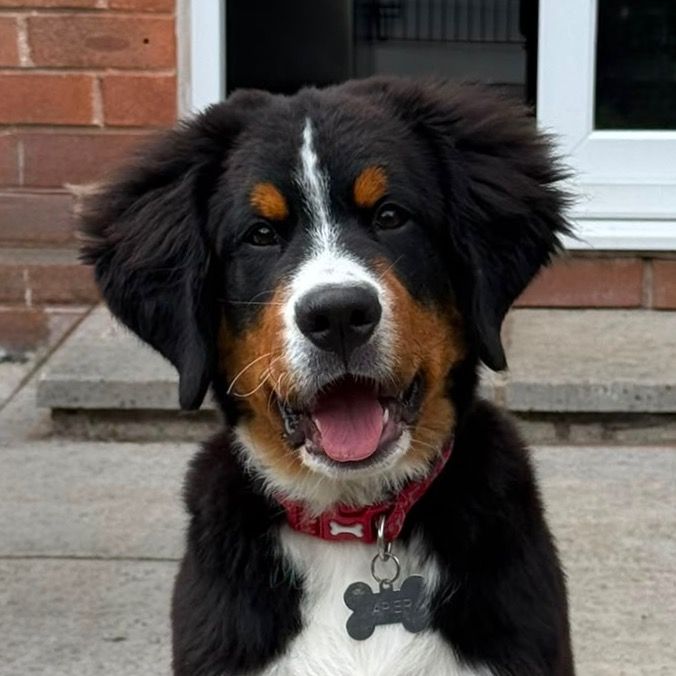 Billy the Bernese Mountain Dog