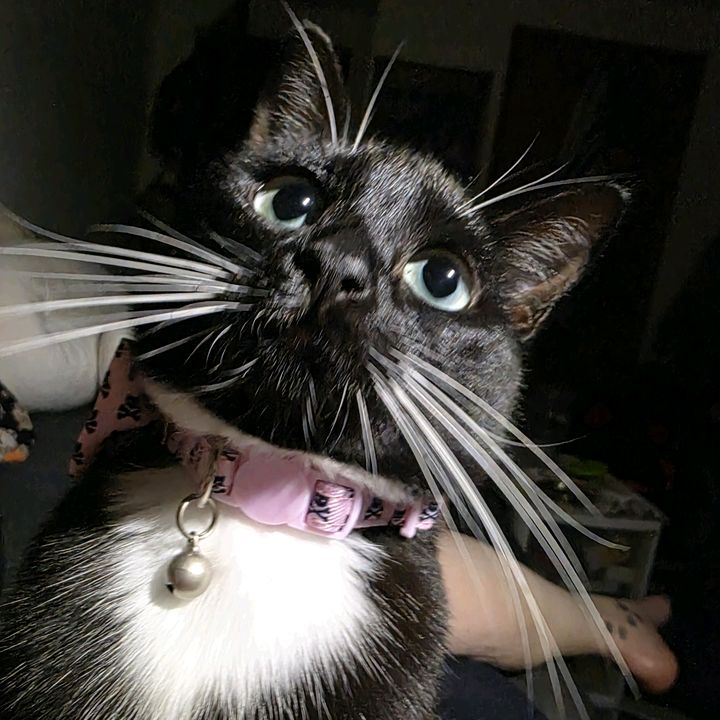 Ms.Dean Pawchester