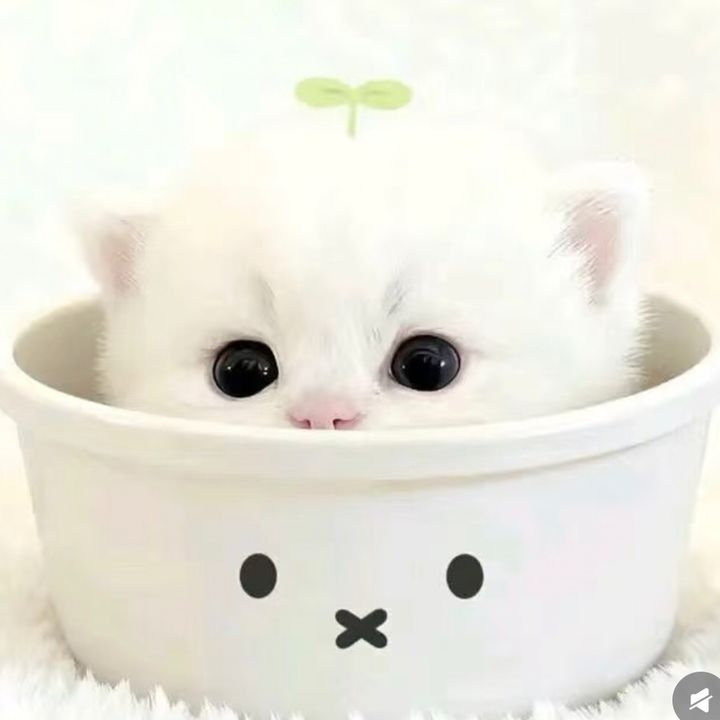 しらはま ゆお