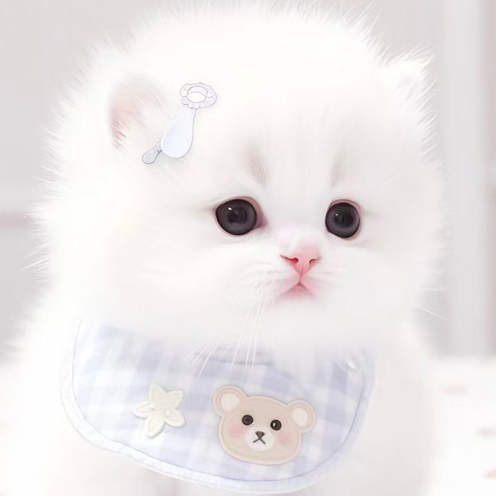 フォローしました