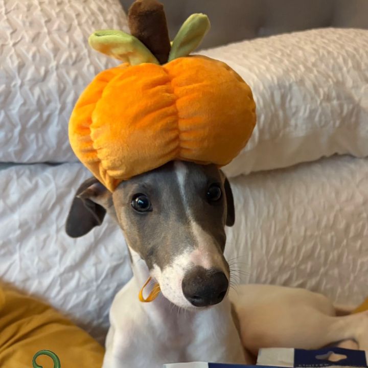 Merlin Whippet