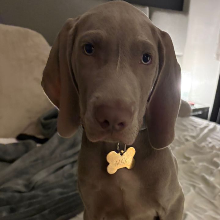 maxtheweim💙