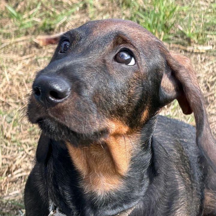 rudi_the_wiener