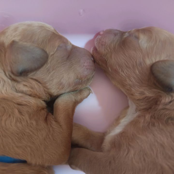 🐾I cuccioli di Luna🌜🐾