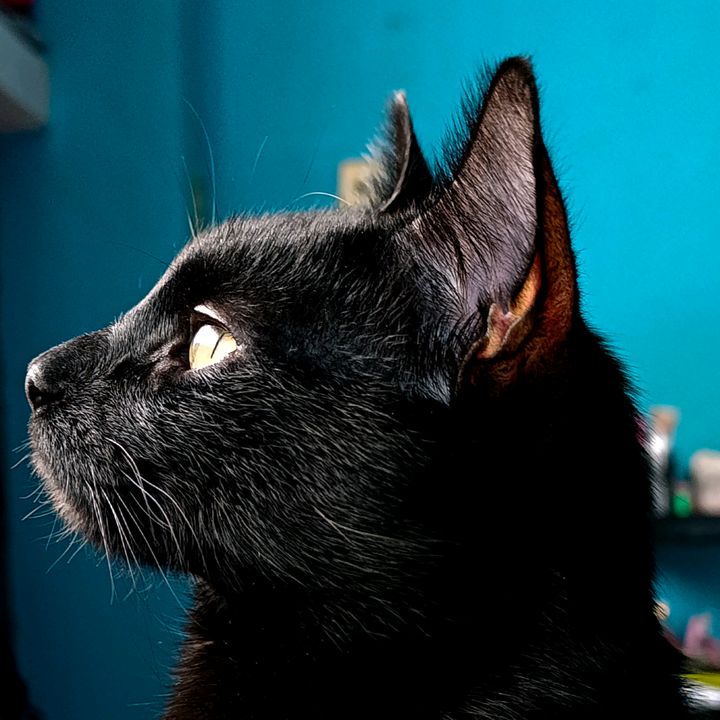 Tutii
