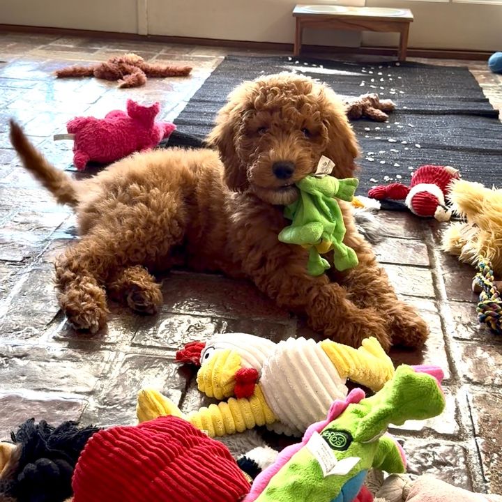 Bennie the Doodlegator