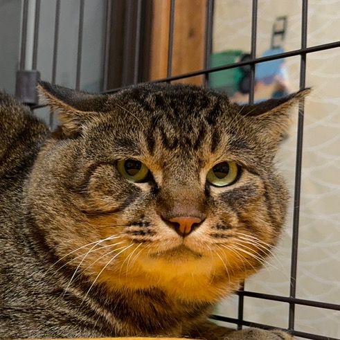 🐈‍⬛うにゃ🐈