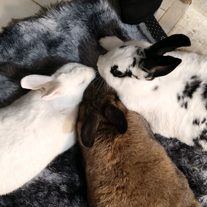 Melo, Milo, Nola