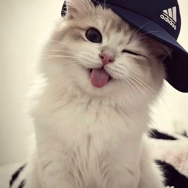 Hhh