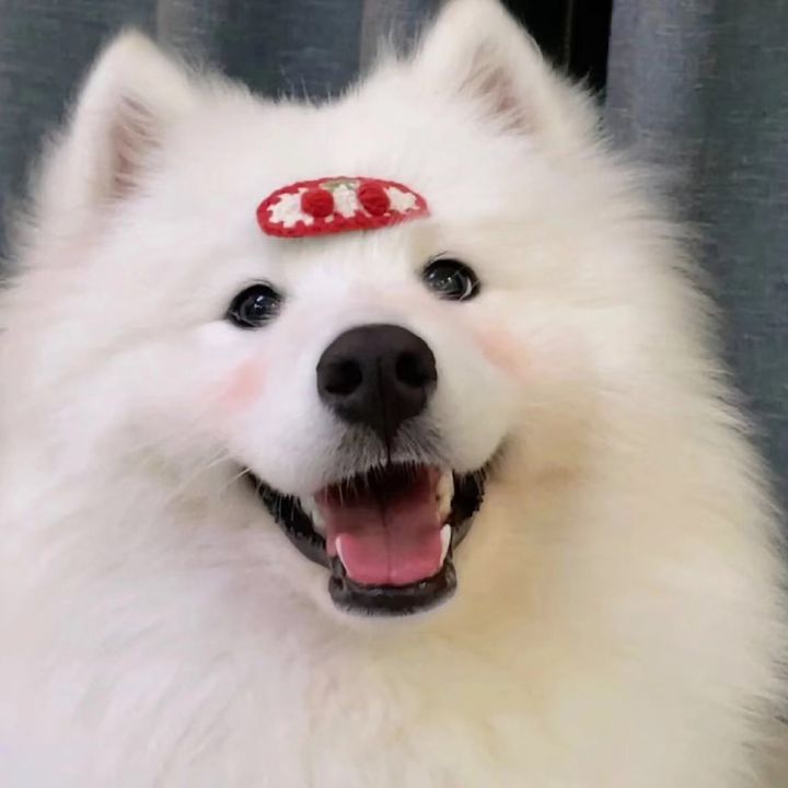 ahntzkie9en