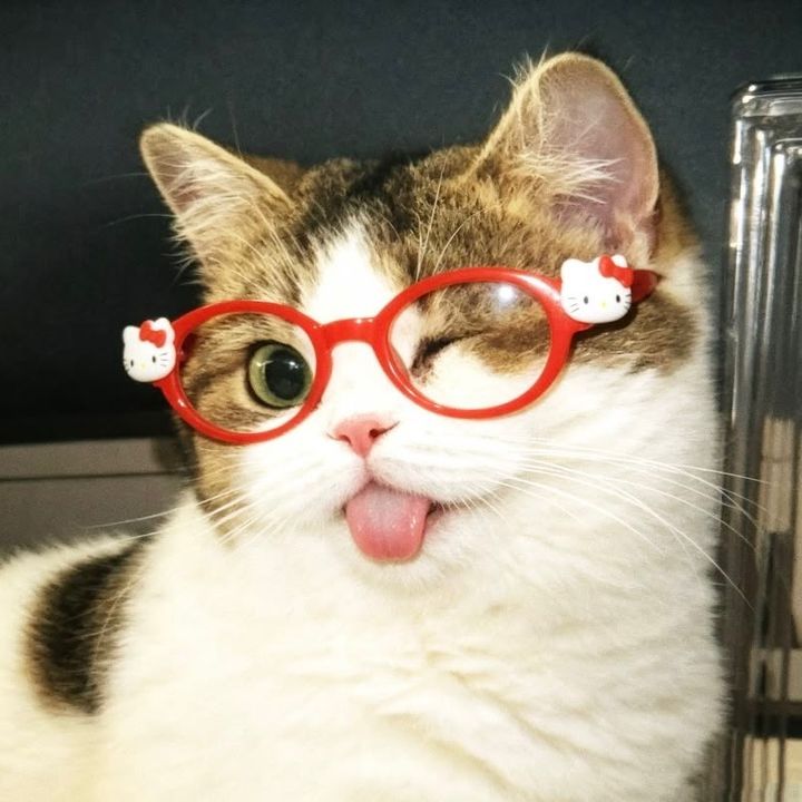 ;ƨilvi